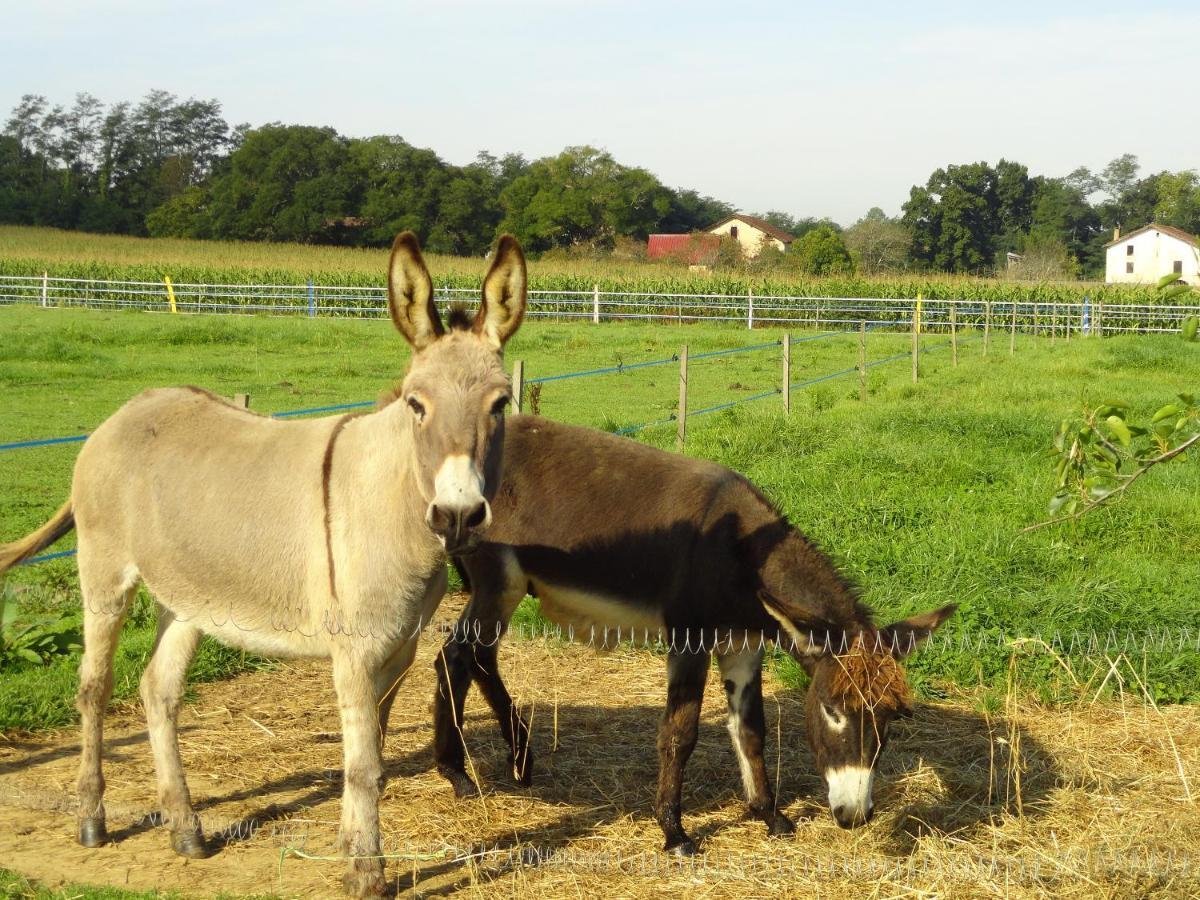 Bed and Breakfast La Petite Ferme De Pouillon - Parc Animalier - Aire De Loisirs Exterior foto
